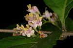 Chinese beautyberry